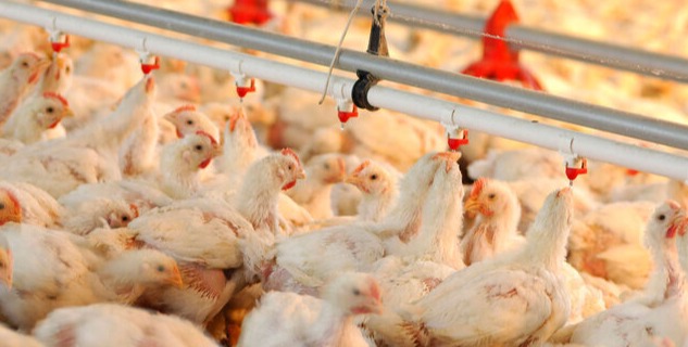 تامین گوشت مرغ در کشور فناورانه می‌شود؛ از اصلاح نژاد تا تجهیز مزارع