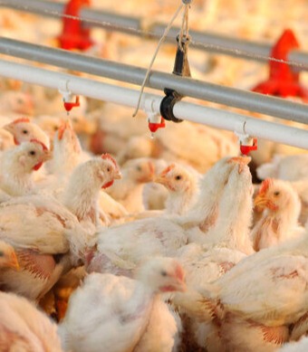 تامین گوشت مرغ در کشور فناورانه می‌شود؛ از اصلاح نژاد تا تجهیز مزارع